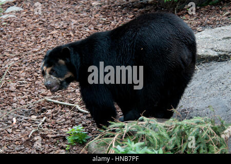 Balades autour de l'ours noir dans un zoo Amsterdam Banque D'Images