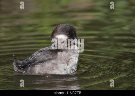 Le petit garrot femelle (Bucephala albeola) Nager dans l'eau. Banque D'Images