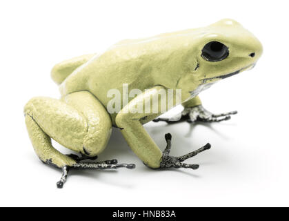 Poison dart frog, Phyllobates terribilis mint green. La plupart des animaux venimeux de la forêt amazonienne en Colombie, un amphibien dangereuses avec avertissement Banque D'Images