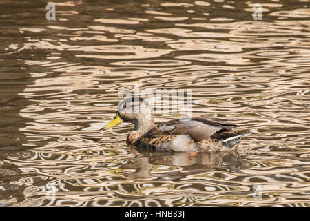 Le yellow-canards pilets (Anas georgica) Nager dans un lac. Banque D'Images