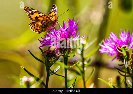 Un amiral rouge papillon, Vanessa atalanta, réglée sur une fleur en tenant plus de nectar, la centaurée noire Centaurea scabiosa, dans une prairie Banque D'Images