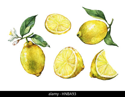 Ensemble avec son ensemble et de la coupe d'agrumes frais avec citron vert feuilles et fleurs. La main de l'aquarelle sur fond blanc. Banque D'Images