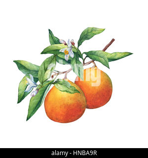 Les agrumes frais oranges sur une branche avec fruits, feuilles vertes, de bourgeons et de fleurs. La main de l'aquarelle sur fond blanc. Banque D'Images