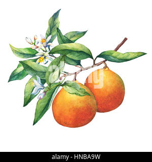 Les agrumes frais oranges sur une branche avec fruits, feuilles vertes, de bourgeons et de fleurs. La main de l'aquarelle sur fond blanc. Banque D'Images