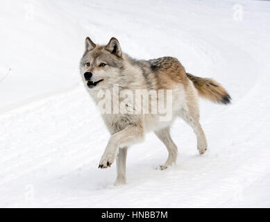 Loup gris ; Canus lupus ; British Columbia, Canada Banque D'Images
