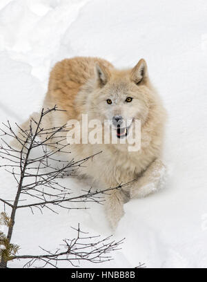 Loup gris ; Canus lupus ; British Columbia, Canada Banque D'Images