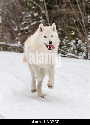 Loup gris ; Canus lupus ; British Columbia, Canada Banque D'Images