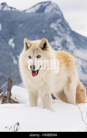 Loup gris ; Canus lupus ; British Columbia, Canada Banque D'Images