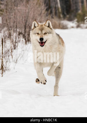Loup gris ; Canus lupus ; British Columbia, Canada Banque D'Images