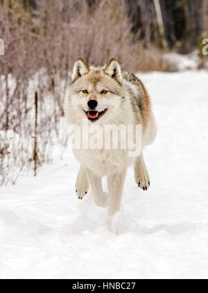 Loup gris ; Canus lupus ; British Columbia, Canada Banque D'Images