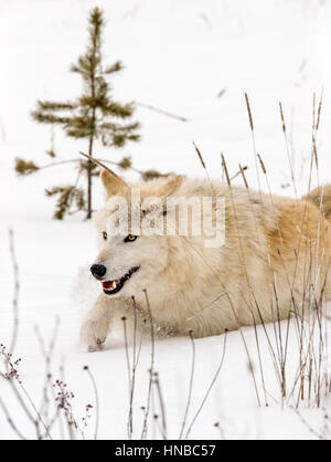Loup gris ; Canus lupus ; British Columbia, Canada Banque D'Images