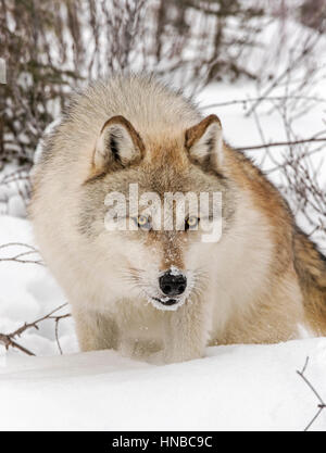 Loup gris ; Canus lupus ; British Columbia, Canada Banque D'Images