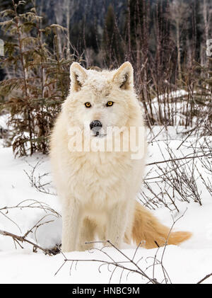 Loup gris ; Canus lupus ; British Columbia, Canada Banque D'Images