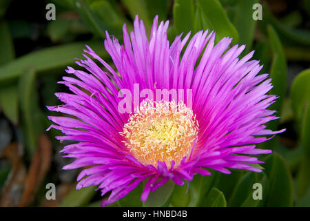 Violet et jaune fleur de Carpobrotus edulis, il est également connu sous le nom de Hottentot fig, usine à glace, de la glace ou de l'autoroute de l'usine de porc font face. C'est une rampante, mat pour Banque D'Images