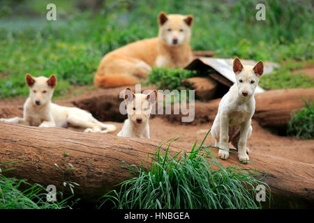 Dingo, (Canis familiaris dingo), mère avec youngs, Australie Banque D'Images