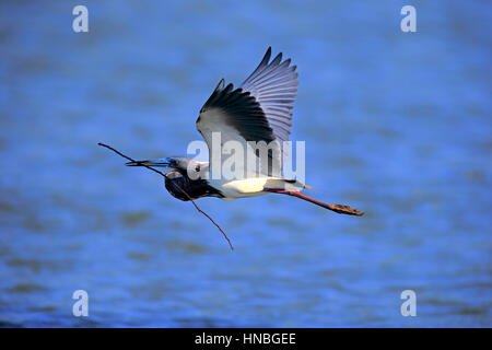 Aigrette tricolore (Egretta tricolor), Wakodahatchee Wetlands, Delray Beach, Florida, USA, Amérique du Nord, des profils avec volant en tissu avec ma nidification reproduction Banque D'Images