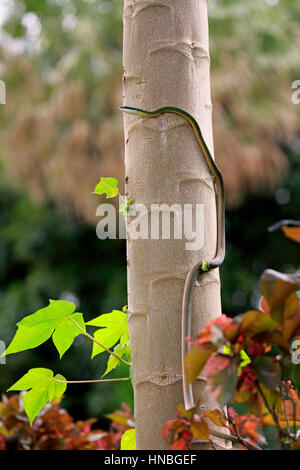 Leptophis ahaetulla (Leptophis ahaetulla,), des profils sur l'arbre, Pantanal, Mato Grosso, Brésil, Amérique du Sud Banque D'Images