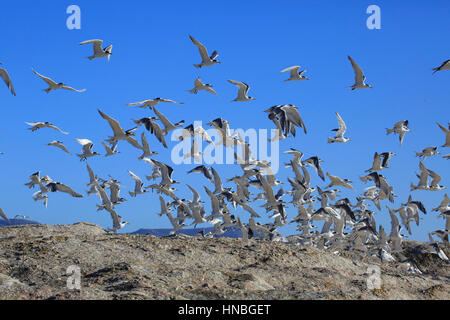 De plus, la sterne huppée (Thalasseus bergii), flock battant, Boulders Beach, Simonstown, Western Cape, Afrique du Sud, l'Afrique Banque D'Images