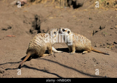 , Suricate (Suricata suricatta), le comportement social, le couple Petit Karoo, Western Cape, Afrique du Sud, Afrique,Meerkat, Les Suricates Banque D'Images