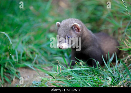 Le putois d'Europe (Mustela putorius), jeunes, alerte, Surrey, Angleterre, Europe Banque D'Images