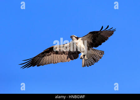 Osprey, (Pandion haliaetus carolinensis), Sanibel Island, Floride, USA, Amérique du Nord, des profils flying Banque D'Images