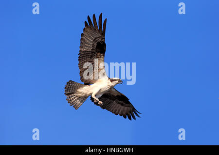 Osprey, (Pandion haliaetus carolinensis), Sanibel Island, Floride, USA, Amérique du Nord, des profils flying Banque D'Images