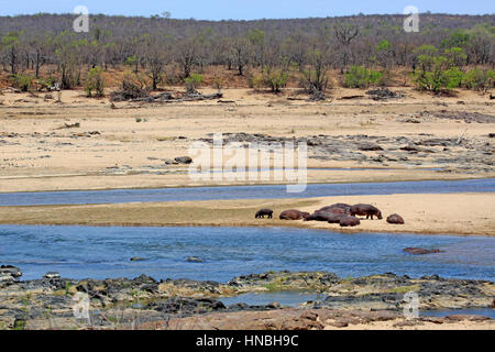 Hippopotamus amphibius), (Hippopatamus, reposant sur la côte, le parc national Kruger, Afrique du Sud, l'Afrique Banque D'Images