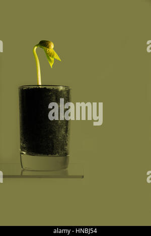 Bean en croissance plante dans un verre, closeup shot avec un fond vert Banque D'Images