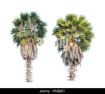 Deux arbres borassus flabellifer cambodgien ou palmier isolé sur fond blanc Banque D'Images