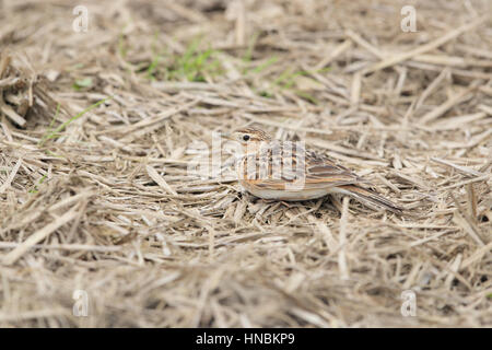 Alouette des champs (Alauda arvensis japonica) - nourrir les oiseaux camouflés dans un champ de chaume sur Kyushu, Japon Banque D'Images
