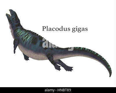 Placodus était un reptile marin qui nageait dans les mers peu profondes de la période du Trias en Europe et en Chine. Banque D'Images