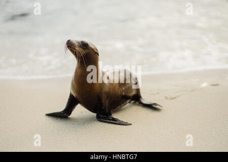 Seal on the Beach, la Jolla Cove, San Diego, Californie, États-Unis Banque D'Images