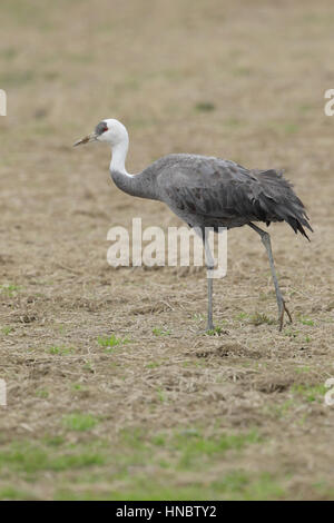 Seul Hooded Crane (Grus monacha), un des oiseaux mondialement menacés, balade dans le célèbre 'Champs' de l'île de Kyushu, Japon Banque D'Images