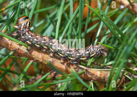 Les larves de la pin Hawk (Sphinx pinastri) sur une branche d'arbre de pin Banque D'Images