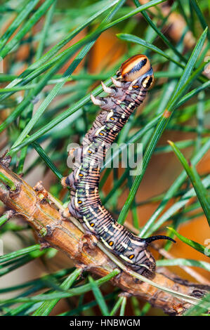 Hawk moth pin caterpillar (Sphinx pinastri) manger une aiguille pin Banque D'Images