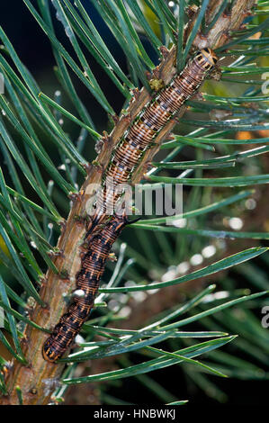 Chenilles de la Nine Hawk (Sphinx pinastri) camouflage sur une branche de pin Banque D'Images