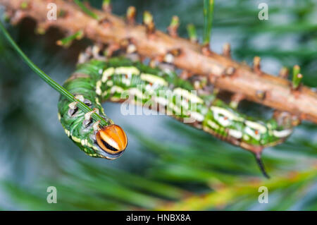 Hawk moth pin caterpilar (Sphinx pinastri) manger une aiguille pin Banque D'Images