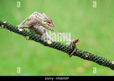 Alimentation caméléon sur un insecte, Indonésie Banque D'Images