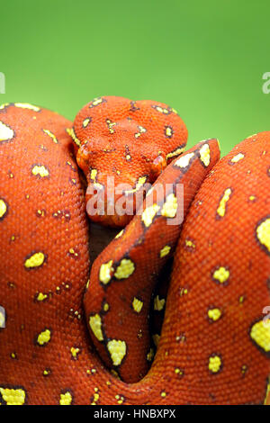 Portrait d'un serpent python enroulé, Indonésie Banque D'Images