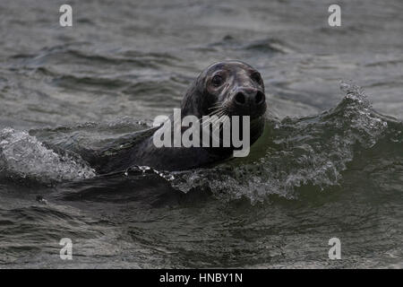 Seal swimming in ocean, Grande Île Blasket, comté de Kerry, Irlande Banque D'Images