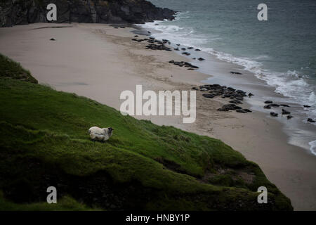 Mouton debout sur une colline près de la plage, Grande Île Blasket, comté de Kerry, Irlande Banque D'Images