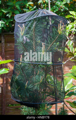 Sphinx du pin à l'intérieur d'une cage de protection Banque D'Images