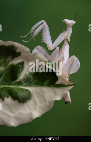 White Orchid mantis sur une feuille, Sukabumi, Java ouest, Indonésie Banque D'Images