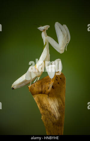 White Orchid mantis sur une feuille, Sukabumi, Java ouest, Indonésie Banque D'Images