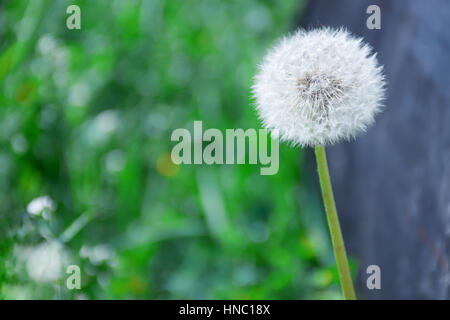 Taraxacum officinale - le pissenlit officinal - puff- Senecio vulgaris - fleur séneçon Banque D'Images