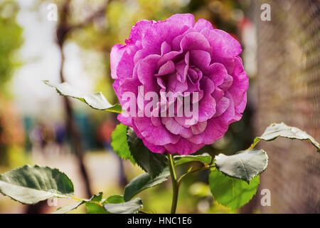 Caroline Rosa rose fleur plante rose faible pâturage Banque D'Images