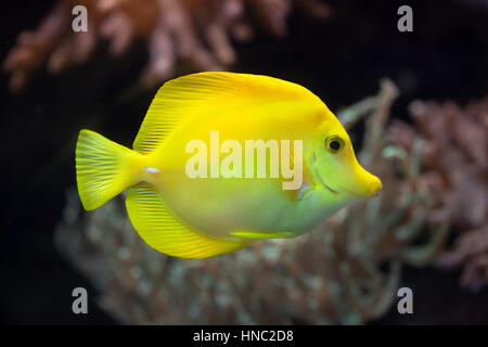 Tang, Zebrasoma flavescens (jaune). Banque D'Images