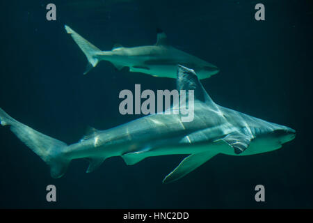 Requin (Carcharhinus plumbeus). Banque D'Images