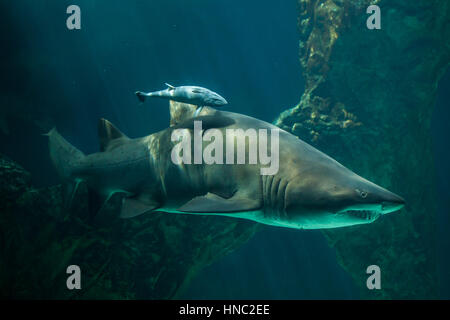 Echeneis naucrates sharksucker (live) et le sand tiger shark (Carcharias taurus), également connu sous le nom de requin nourrice gris. Banque D'Images