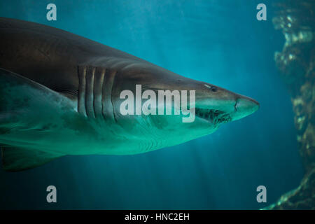 Sand tiger shark (Carcharias taurus), également connu sous le nom de requin nourrice gris. Banque D'Images